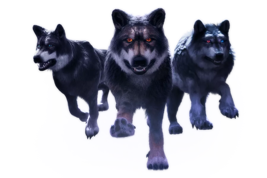 Wolves Running